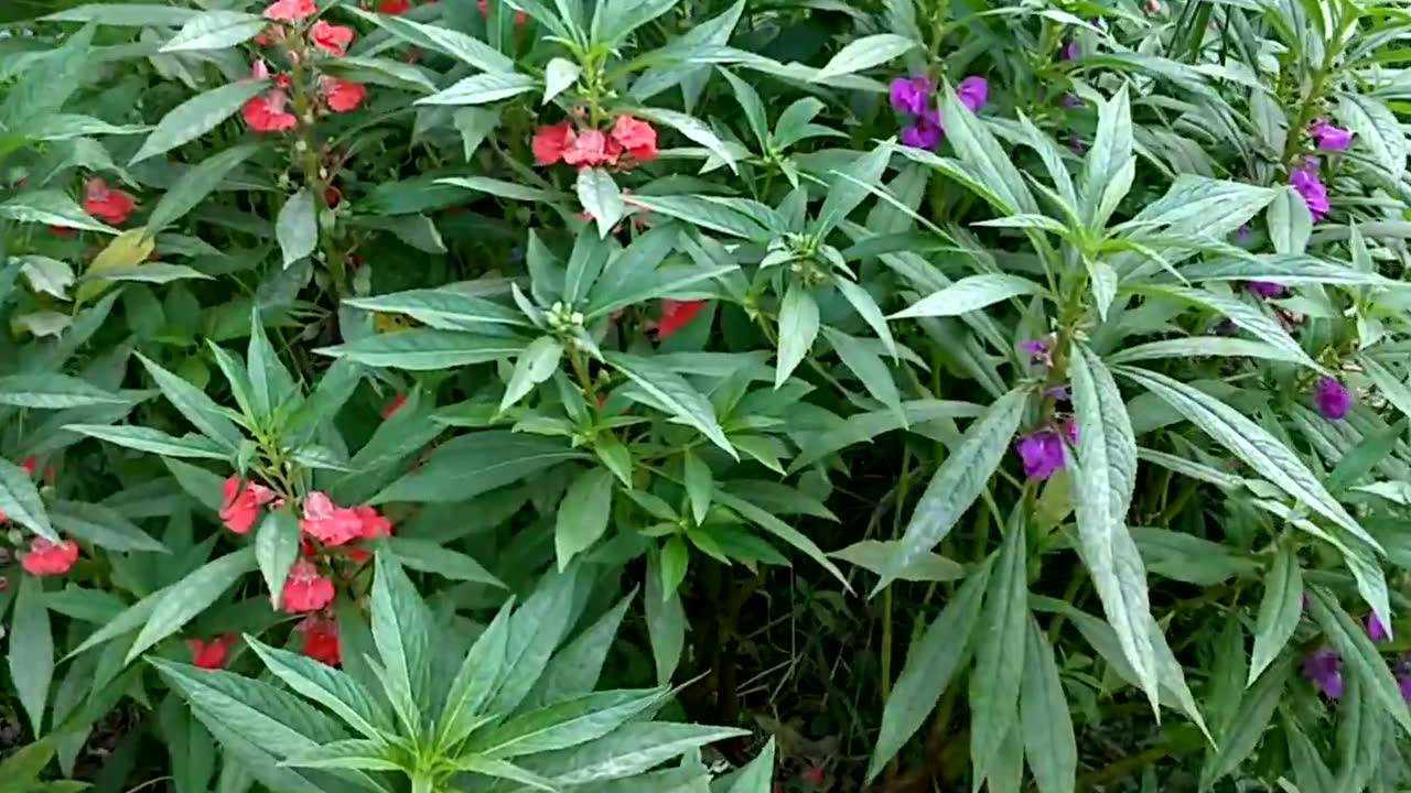 土豪家养的半亩指甲草 有五种颜色哦 了解一下!