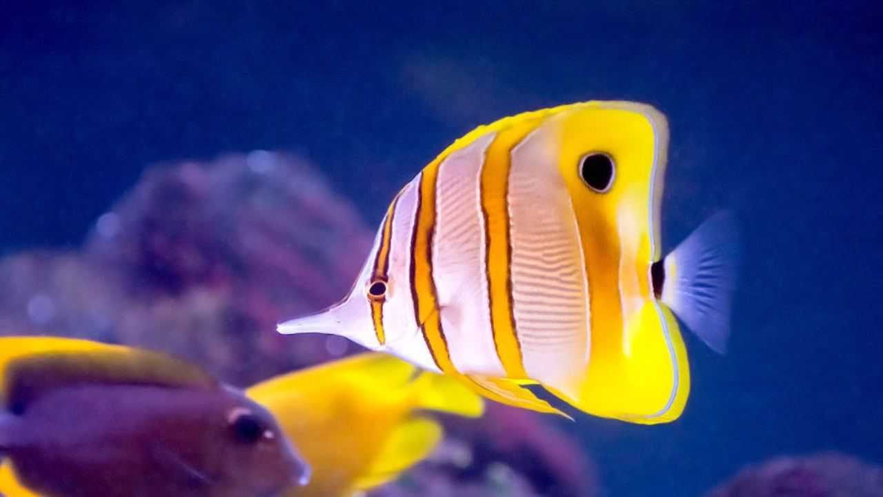 世界上最漂亮的鱼,要是海洋馆没有它的存在,那就没有看点了!_腾讯视频