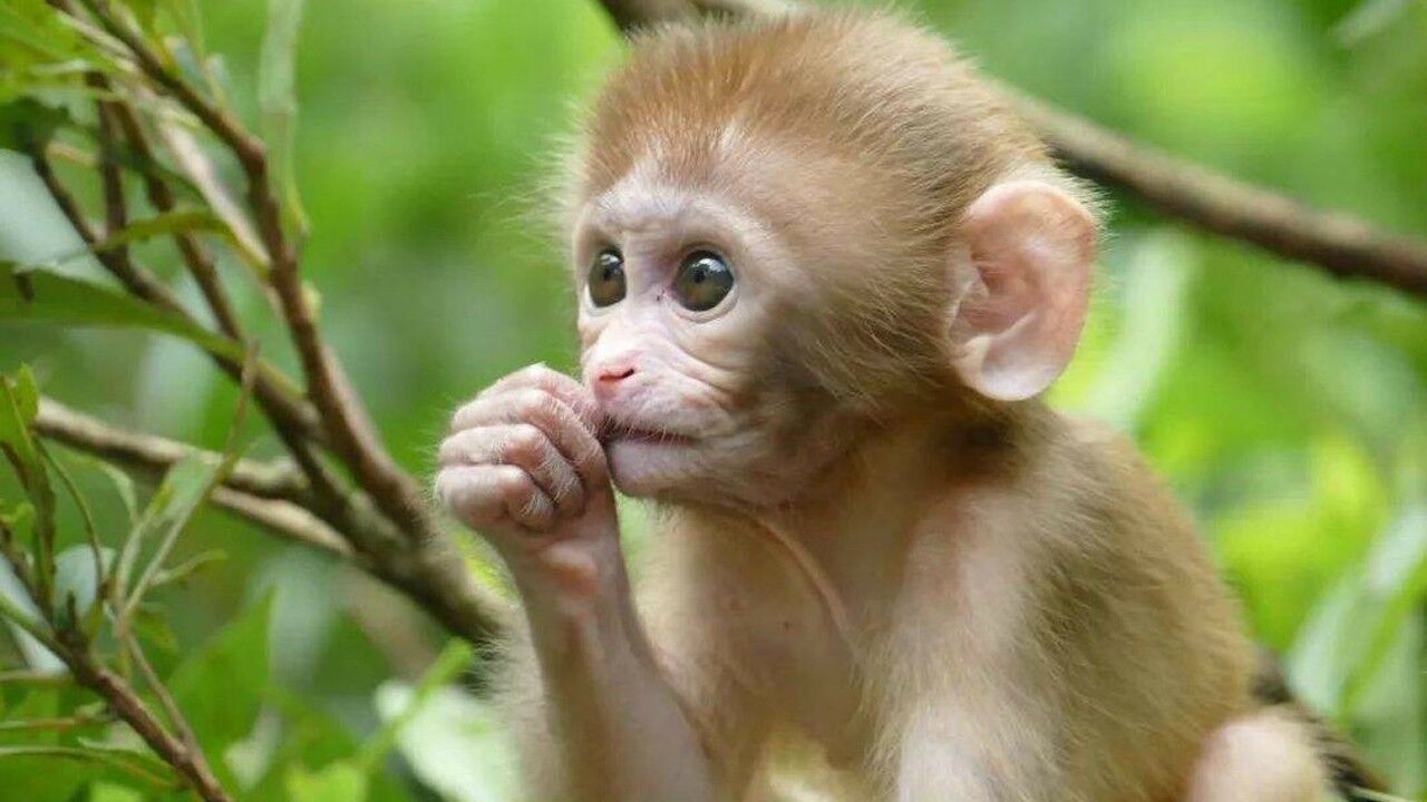 呆萌小猴可爱极了,跟母猴互动,真是有趣极了!