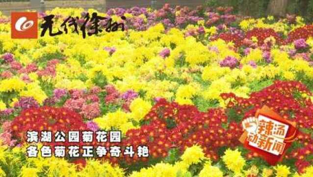 “醉”美徐州之秋 雨中赏菊