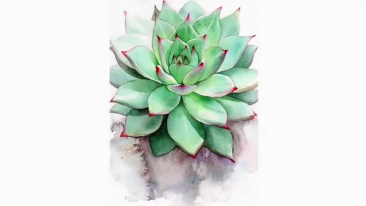 水彩多肉植物手绘全过程——zl手绘工作室