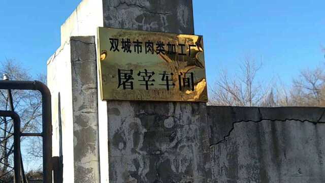 哈尔滨市双城区生猪屠宰厂 百姓期盼 厂房已查封 执照被吊销