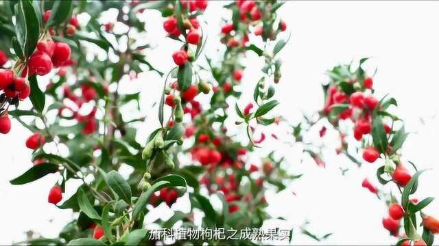 李良济本草之旅——中宁枸杞