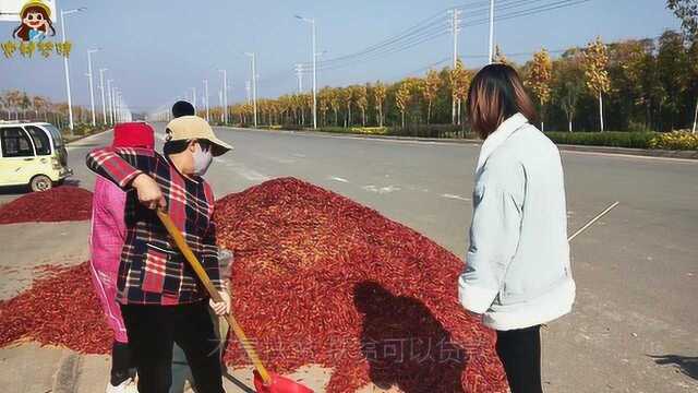 河南商丘农村今年的辣椒多少钱一斤?农村大姨说出最新价格,合理吗