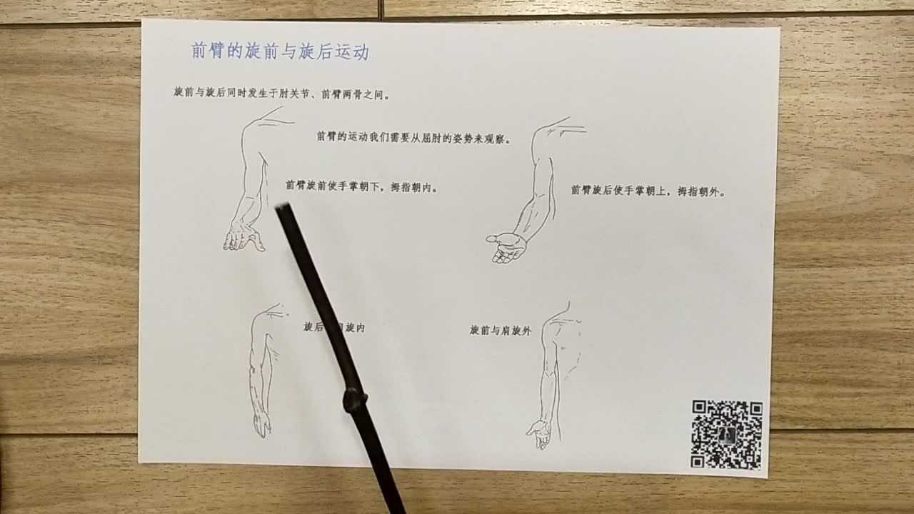 54前臂的旋前和旋后运动