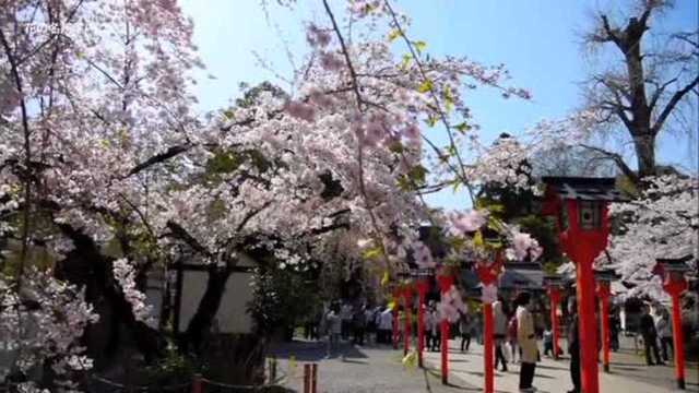 京都樱花满开风景