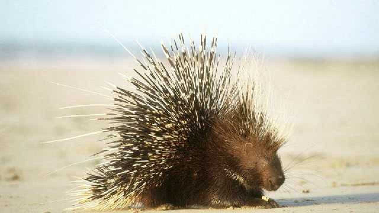 针刺功能的啮齿动物豪猪就算看见了大猫都不害怕