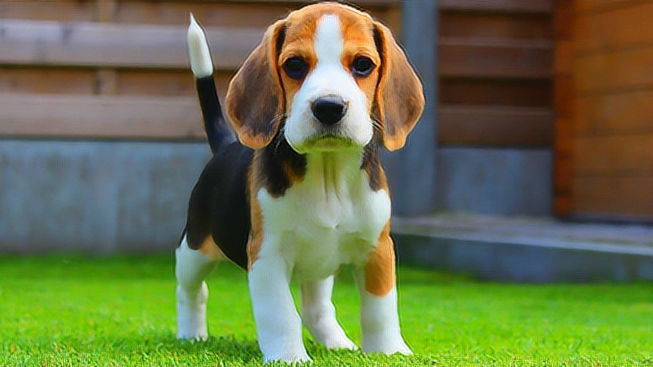 比格犬,是世界名犬犬种之一,有着猎兔犬的称号