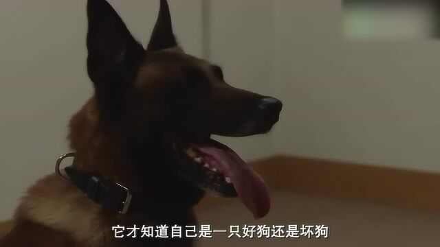 领犬员为了搞好跟警犬的关系,几天和狗共处一室,开始禁室培育