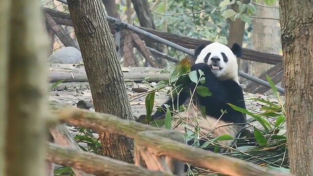 风吹树叶沙沙作响,没想到吓得熊猫拔腿就跑,看完忍不住笑出了声!