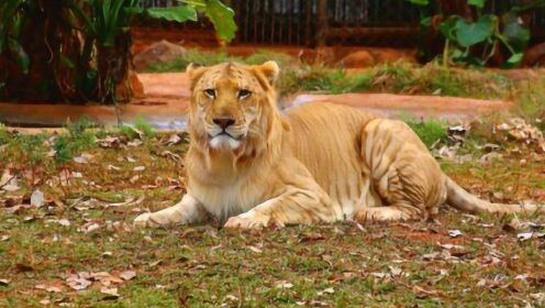 狮虎兽和虎狮兽数量比老虎少，为何不止国家一级保护动物