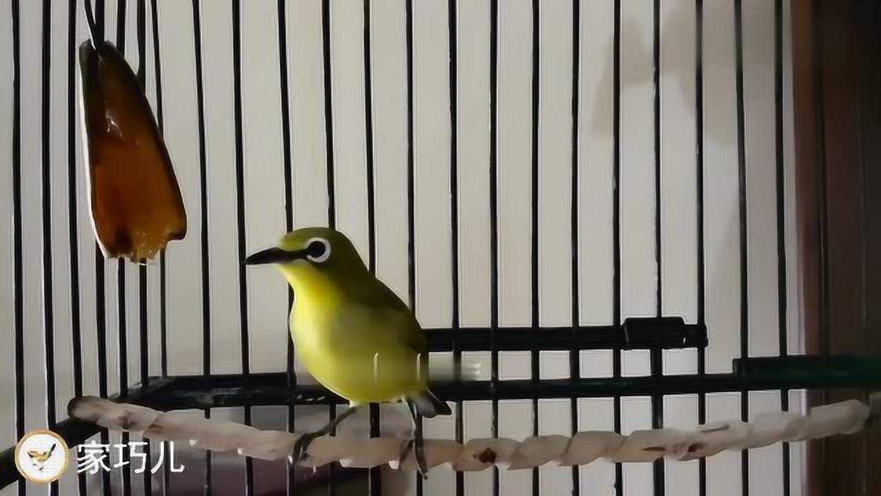 绣眼鸟的鸟叫声,我听了好几遍,值得收藏!