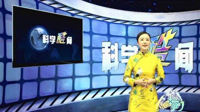 千年莲子开花