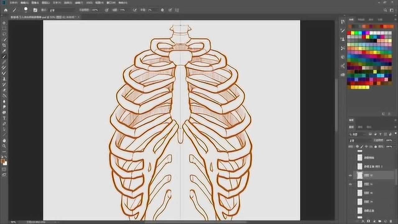 肋骨是人体很多肌肉的附着点, 对称结构的肋骨用数位板学习很方便