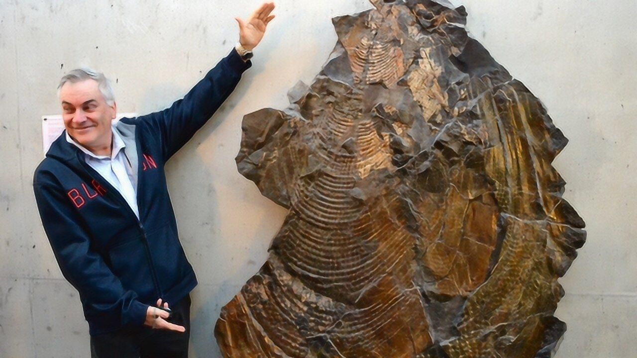 世界上最大的贝壳,直径达两米,能把人夹进去!