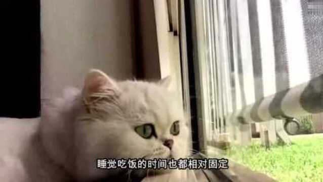 被人们称之为“人造猫”的 金吉拉猫也太可爱了吧!好想把它带回家!