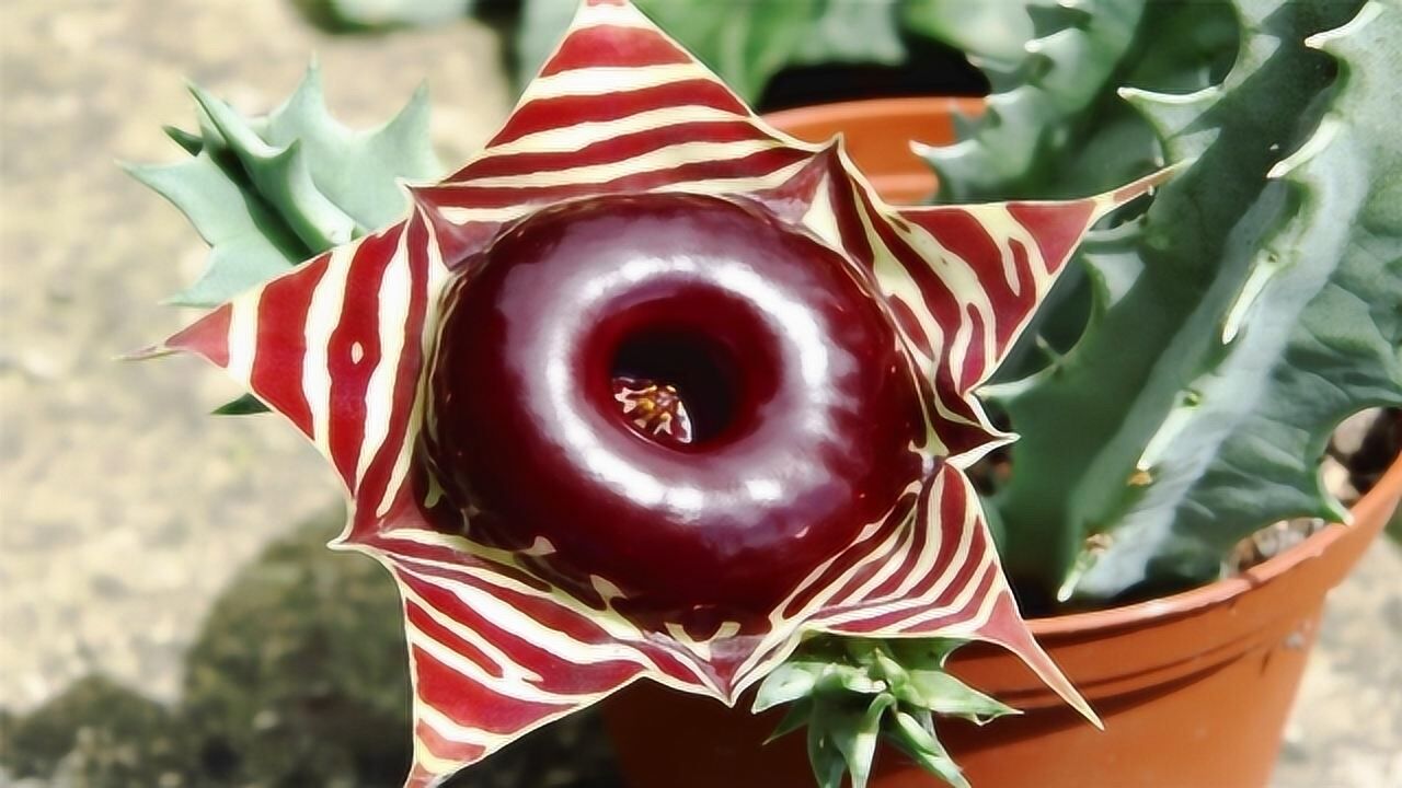 日本肥宅快乐花造型一言难尽网友有大胆想法