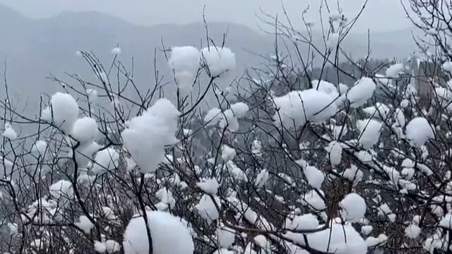 雪景长城 水彩画家黄有维的秒拍视频(网页链接)