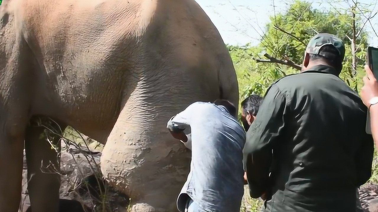 非洲受伤大象腿上肿起了一个巨大的球被救助后回头表示感谢