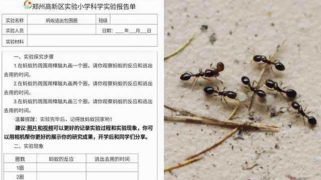 小学生奇葩寒假作业:观察蚂蚁逃出包围圈,家长愁坏:冬天没有