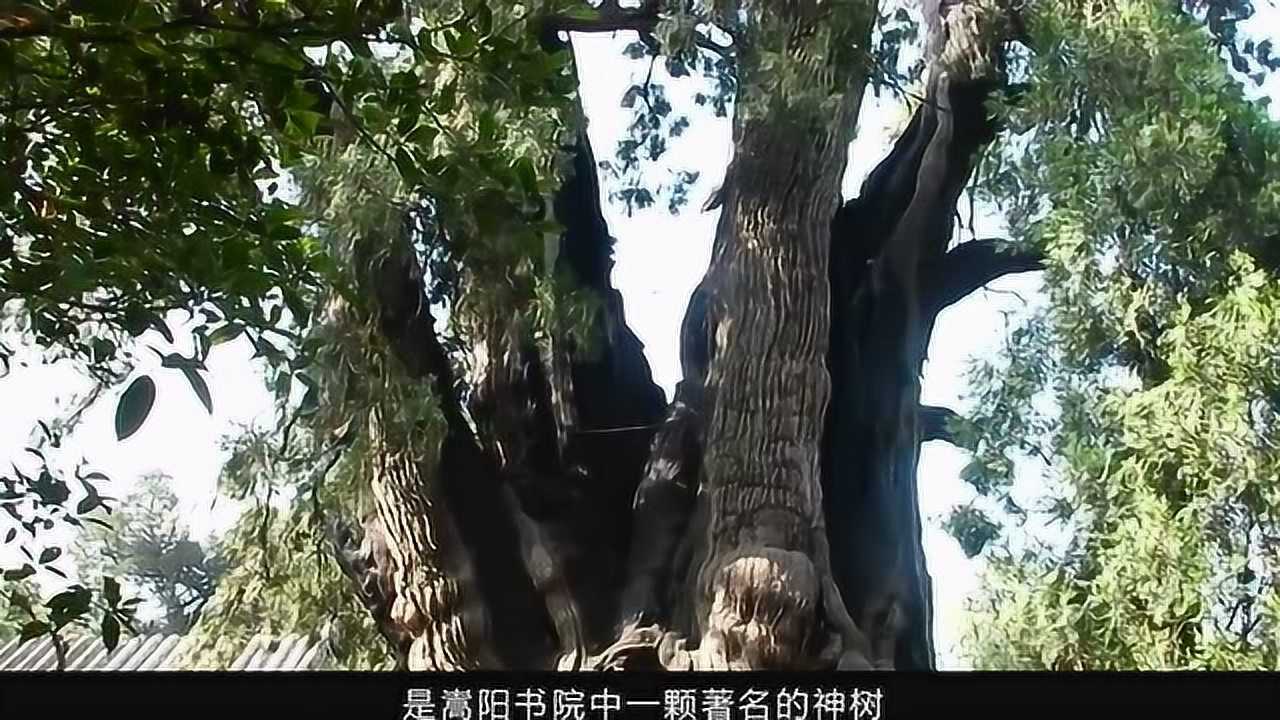 我国古代有十大神树,其中一棵,驾崩一个皇帝树就得断掉一枝_腾讯视频