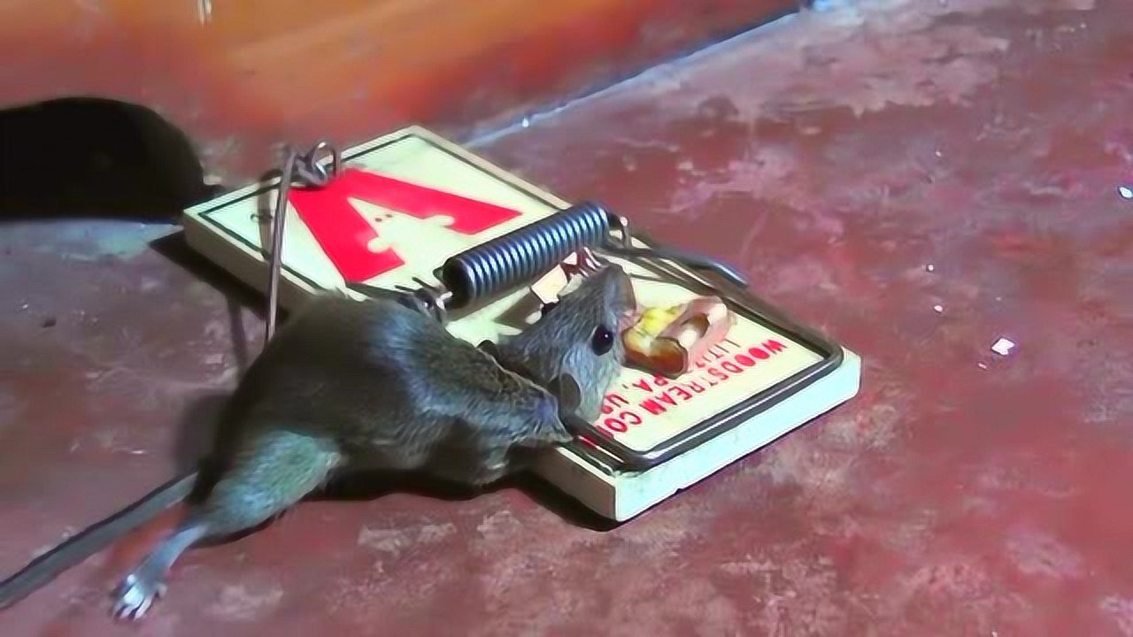 实拍老鼠被捕鼠夹夹住的瞬间,看着真爽