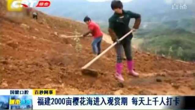 超美!福建2000亩樱花基地进入观赏期,每天都有上千人前去打卡