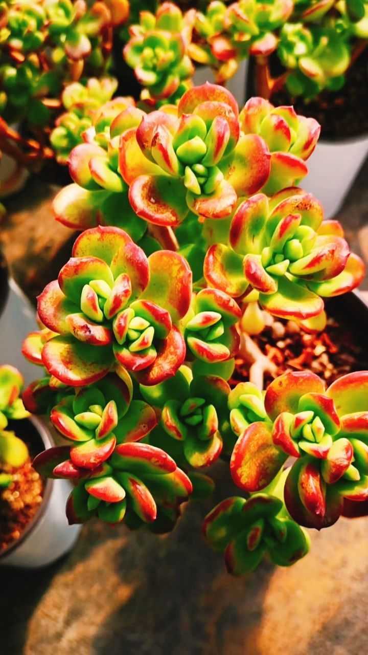 丸叶红梅,景天科拟石莲花属多肉植物,中小型品种