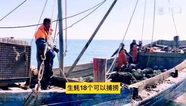 春日随手拍生蚝小镇石城岛 庄河石城岛 石城岛属季风性海洋气候