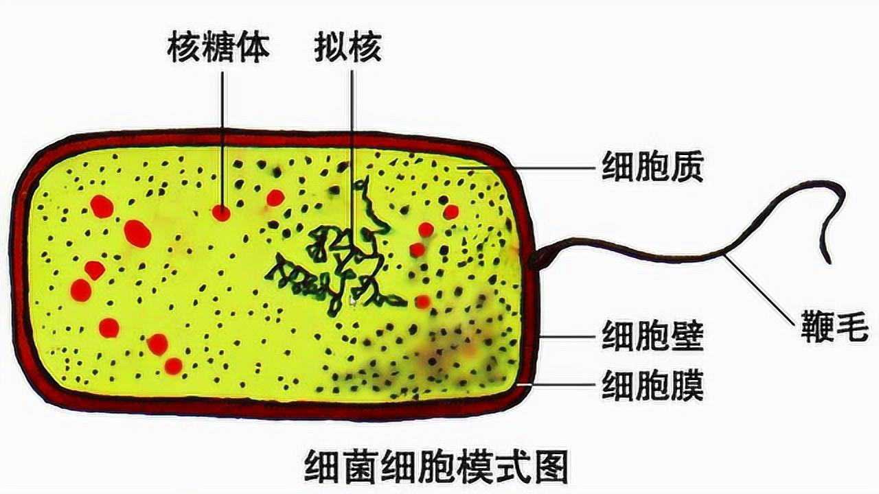 生物趙老師-原核生物與真核生物