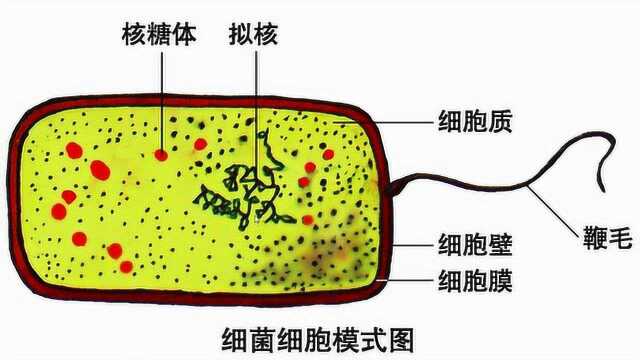 生物赵老师原核生物与真核生物