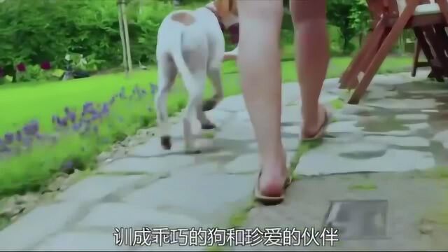 野生萌宠:指示犬宝宝学习能力非常强!也很聪敏!