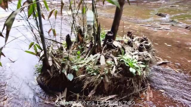 这种植物可以水培吗?在流水的石滩上生长的竹子,您见过吗?