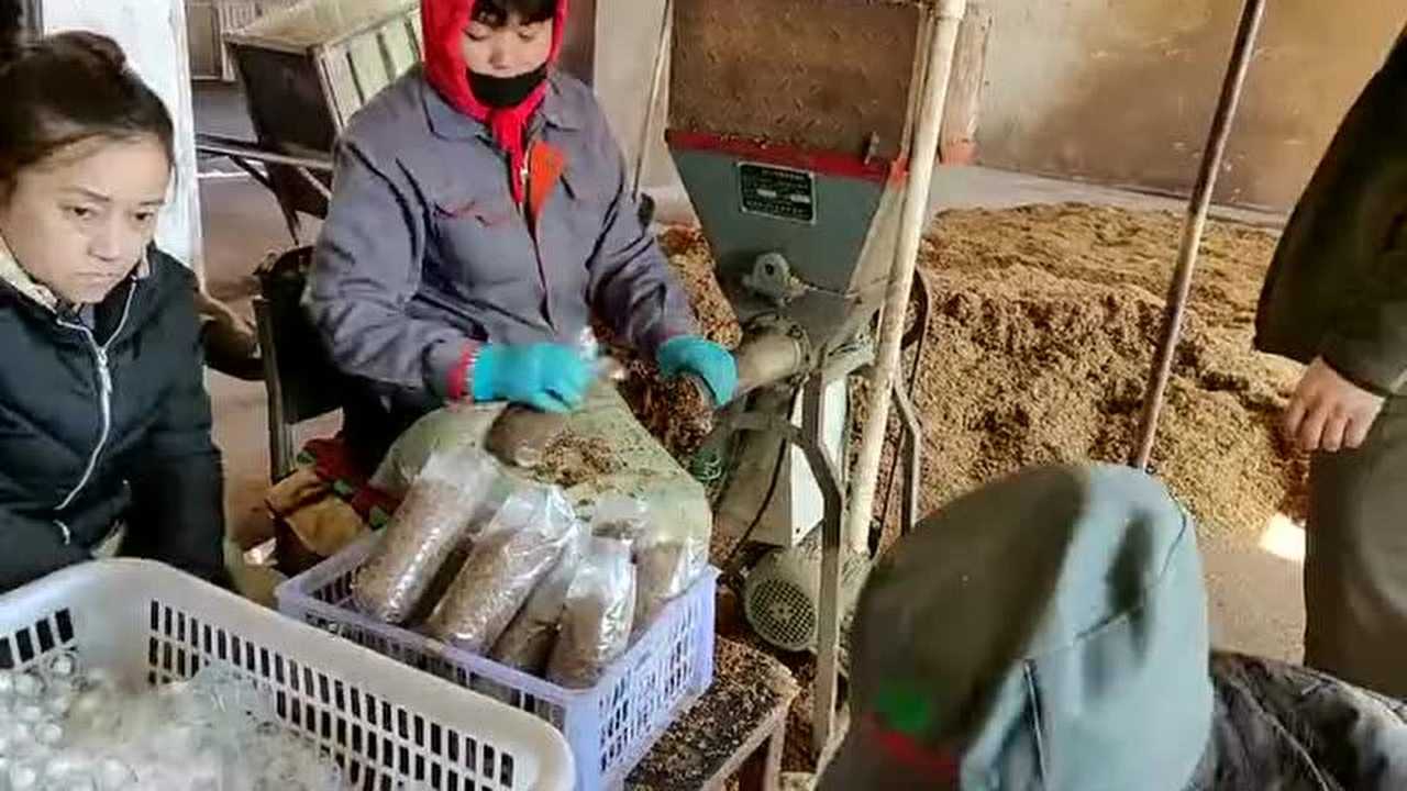 蘑菇营菌包制作