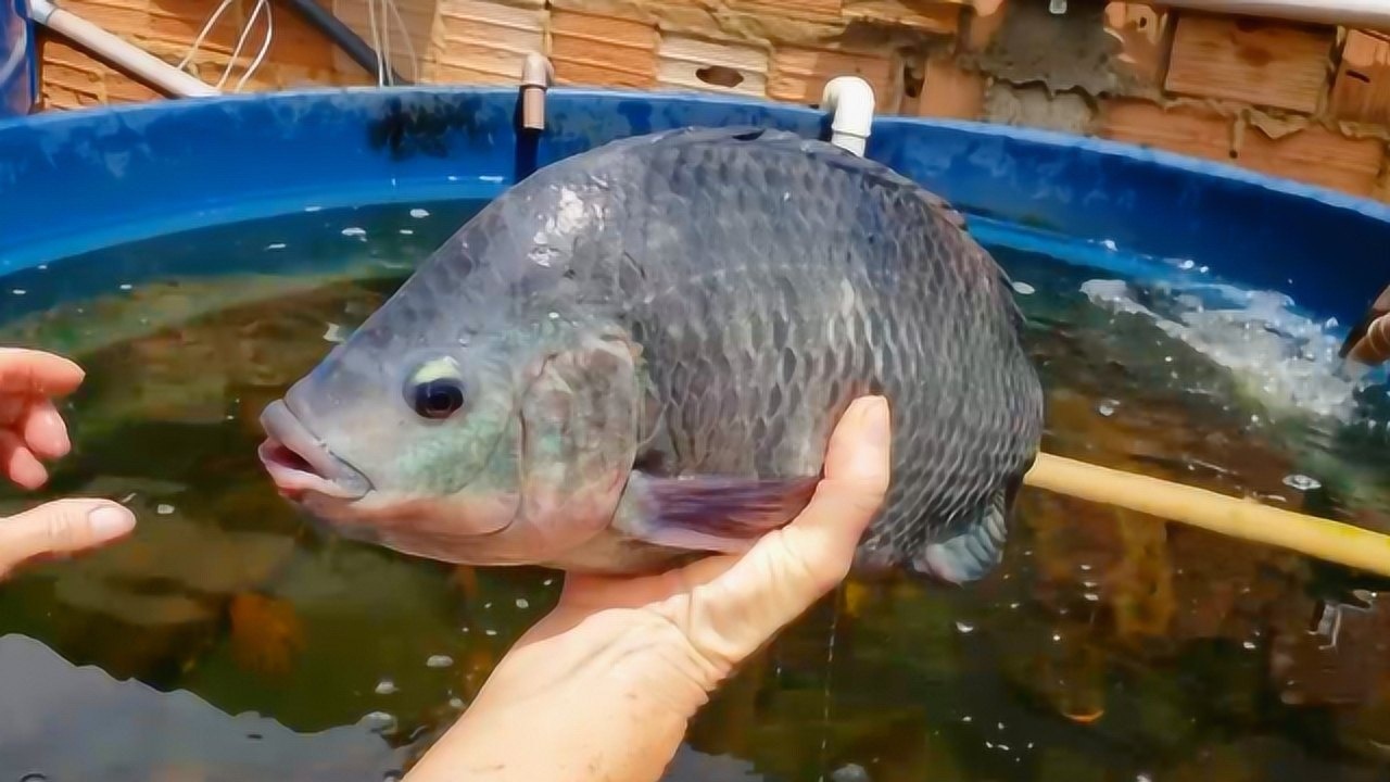 大桶养罗非鱼可以收获了