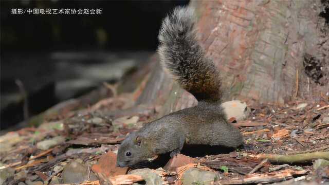 《台湾阿里山风光片》摄制:西安之声传媒