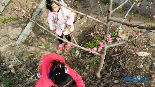 两个小女孩在桃树下看桃花,两个小女孩说桃花香吗?