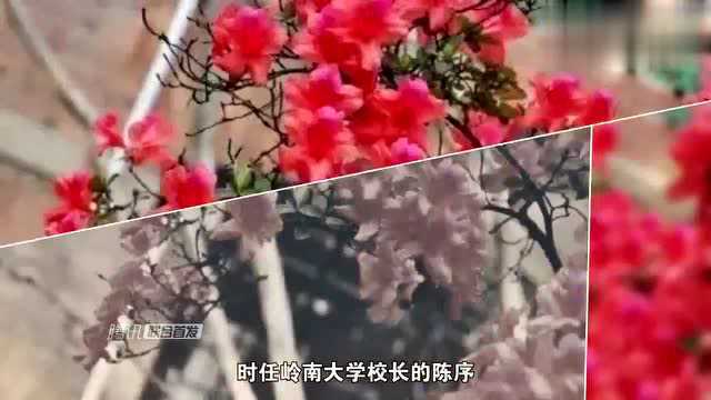 全国高校“最美校花”出炉,看看你家学校上榜了吗?