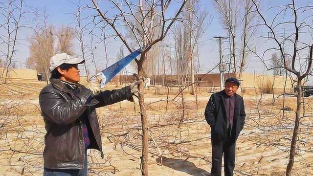 农村泉哥种植枣树多年,修剪树枝经验丰富,带你看看怎么修剪的