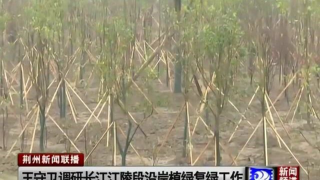 荆州市政协主席调研长江江陵段沿岸植绿复绿工作,并强调重要性