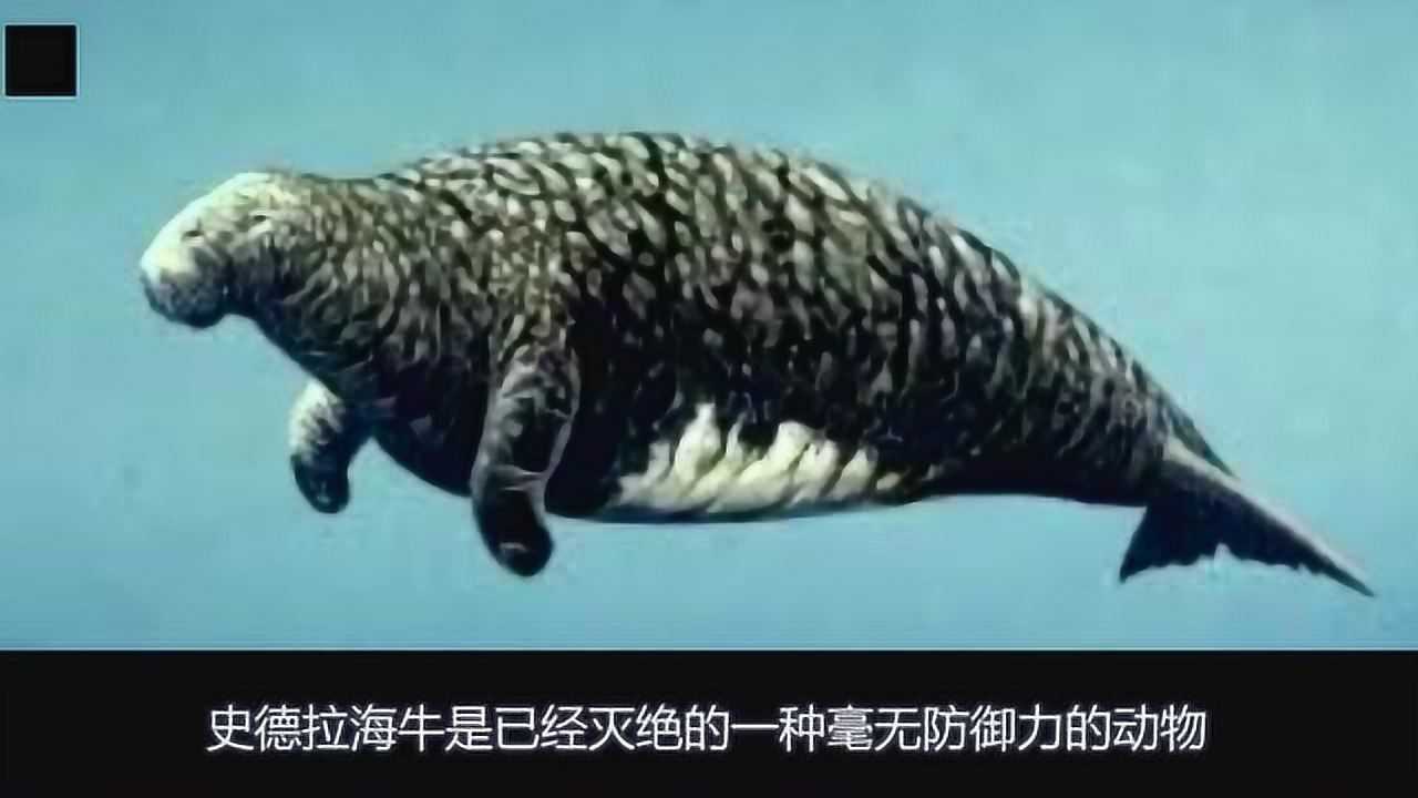 珍贵视频，十大因人类捕杀灭绝的动物，你绝对没见过！_高清