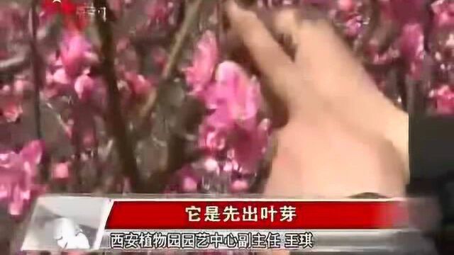 樱花桃花梅花傻傻分不清楚?专家教你识花小窍门