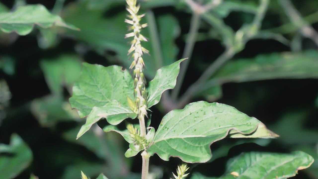 野外生长的这种野草长得很像苋菜不要轻易拔除根部相当珍贵