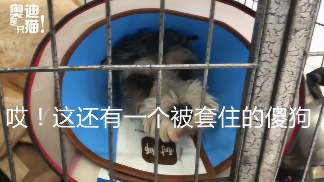 第三期:狗去找大夫给猫打针,猫吓的大喊救命再也不打针了.