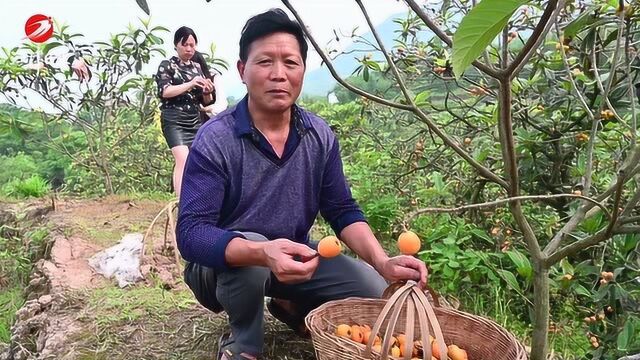 江津杜市大五星枇杷新鲜上市