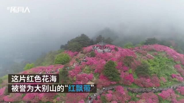 大别山的“红飘带”:航拍野生古杜鹃群落