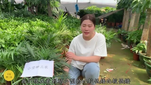 夏威夷椰子外观欣赏,如何优质的养殖夏威夷椰子