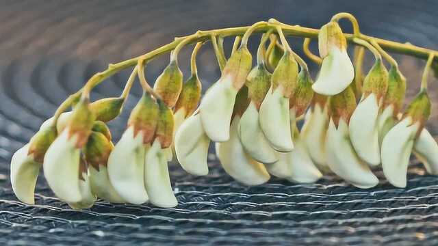 小时候的味道,槐花饭,还记得吗?现在有新做法了,快来看看!