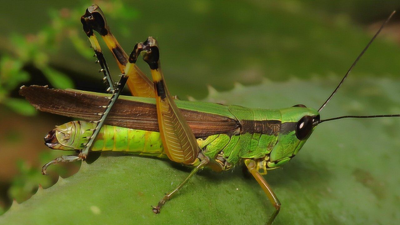 蚂蚱和螳螂的区别 360搜索