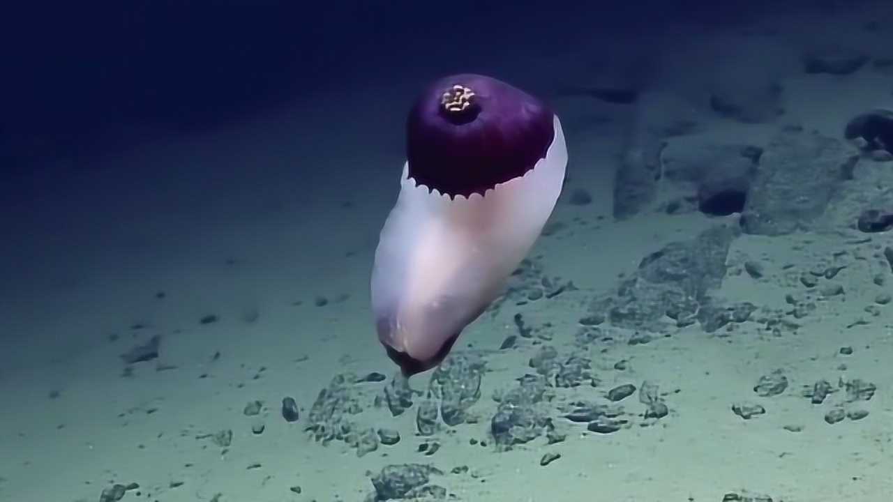 在1万米的海底世界中居然存在这样的变形虫,究竟是什么原因?